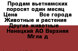 Продам вьетнамских поросят,один месяц › Цена ­ 3 000 - Все города Животные и растения » Другие животные   . Ненецкий АО,Верхняя Мгла д.